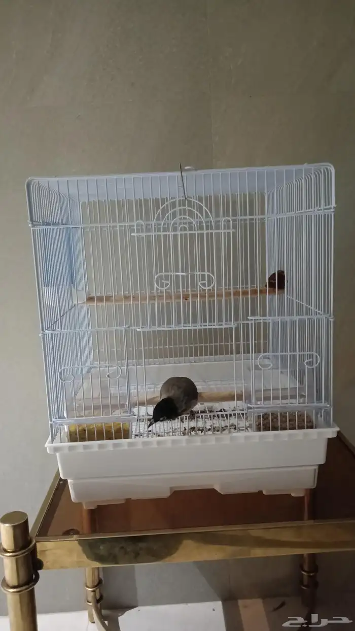 بلبول سوري تربيه وهدد وهادي حده 4