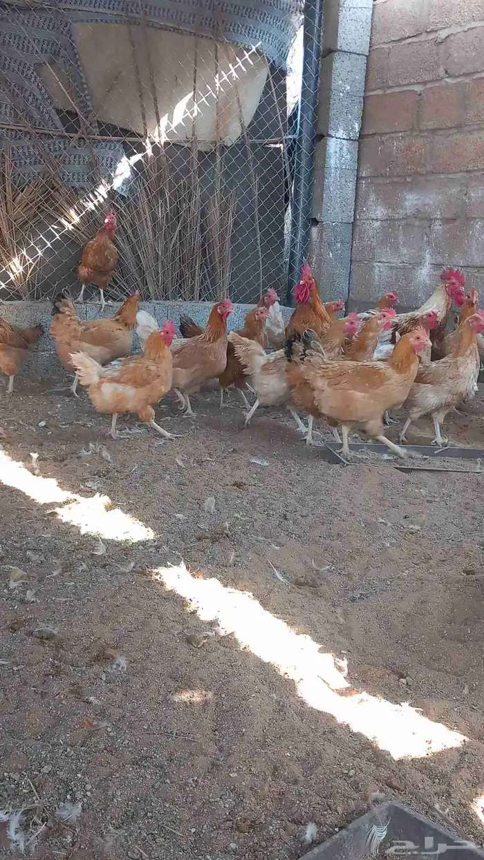 دجاج تركي جامبو اصل 4