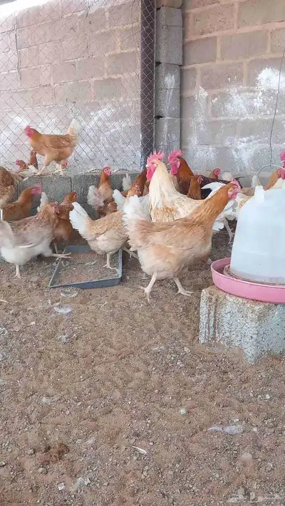 دجاج تركي جامبو اصل index