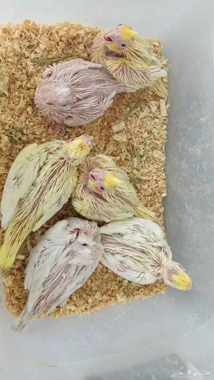 فروخ كروان غر البينو ولاتينو 2