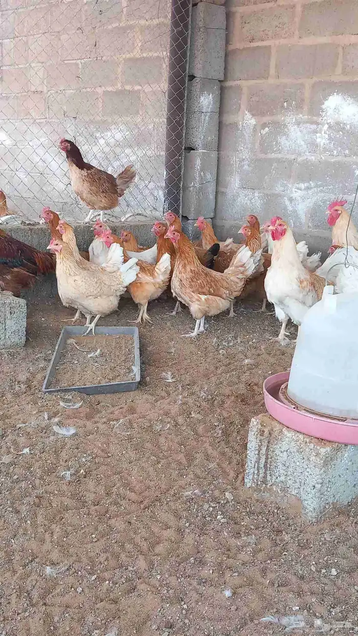 دجاج تركي جامبو اصل 1