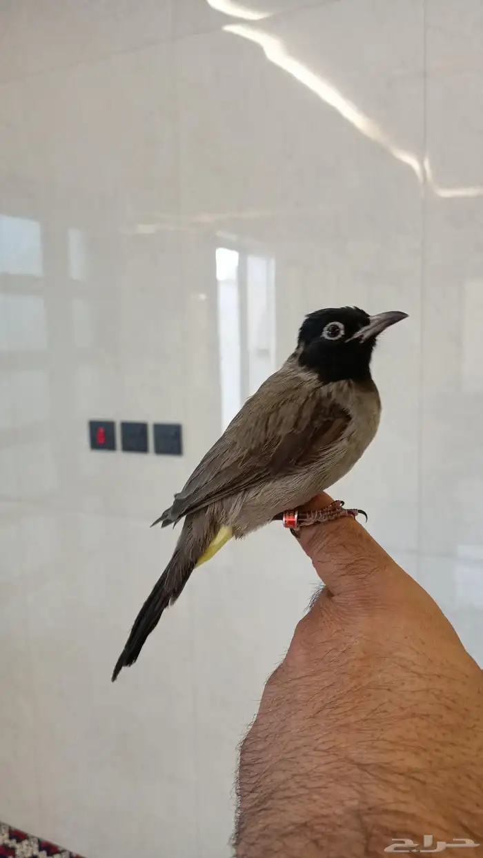 بلبول سوري تربيه وهدد وهادي حده 3