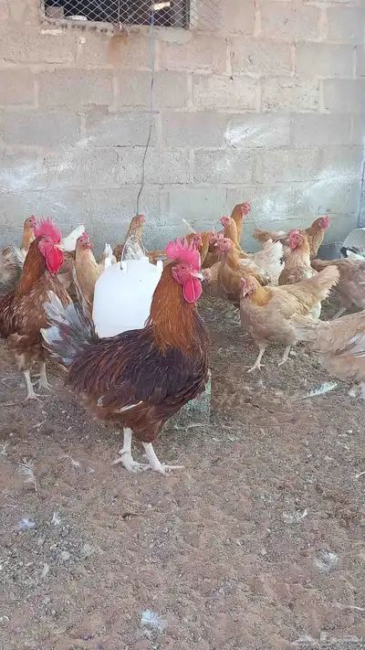 دجاج تركي جامبو اصل index