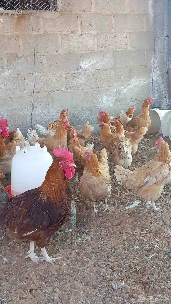 دجاج تركي جامبو اصل 2