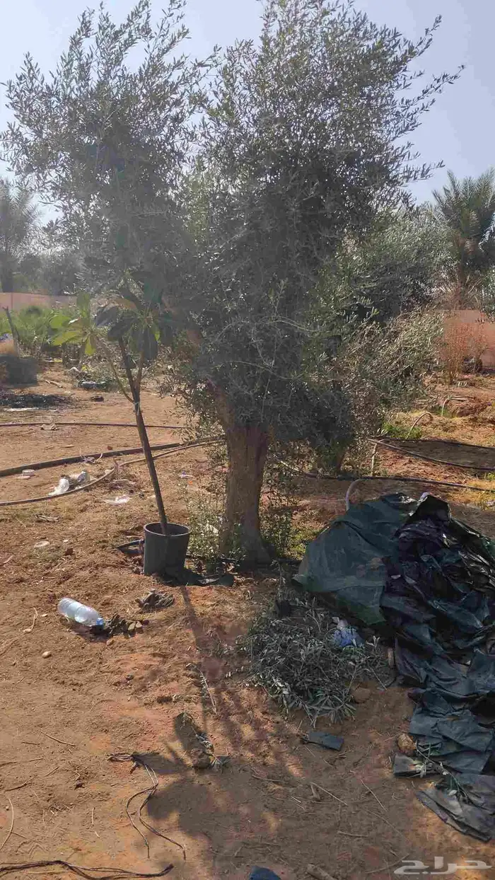 اشجار زيتون مثمر جميع المقاسات 2