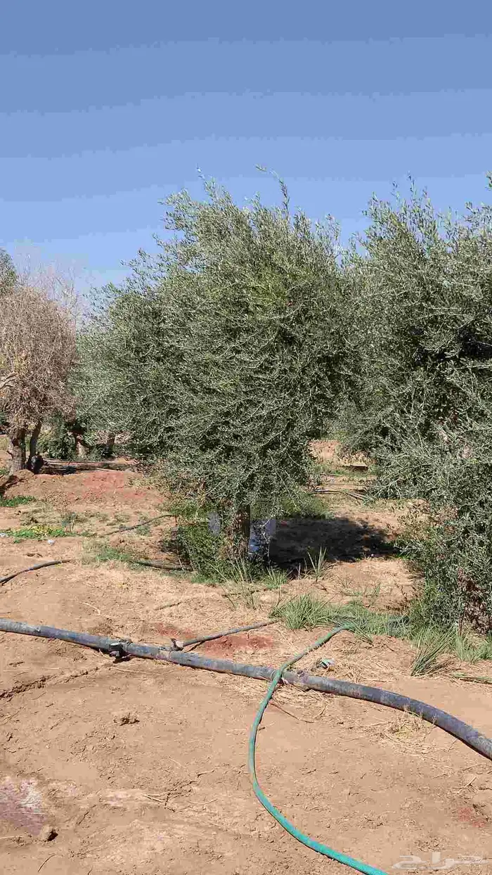 اشجار زيتون مثمر جميع المقاسات 15
