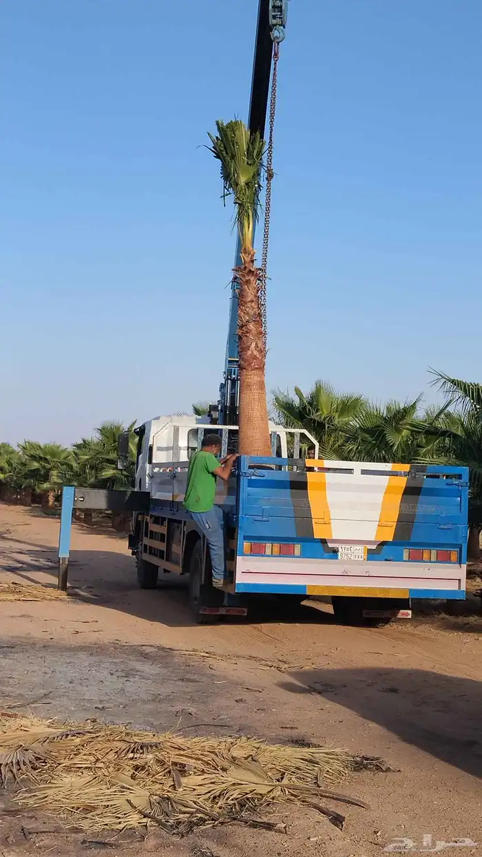 اشجار زيتون مثمر جميع المقاسات 9