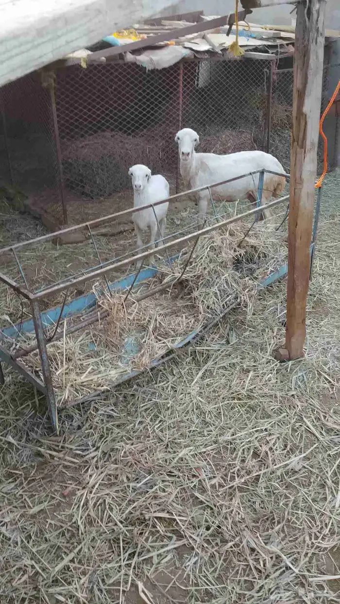 نعجه منتوج معه كبش الموقع العيدايي 3