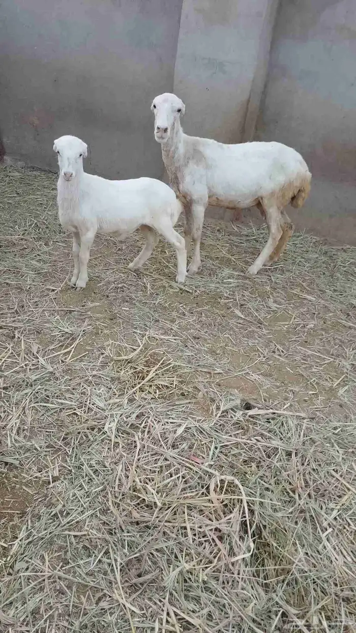نعجه منتوج معه كبش الموقع العيدايي 0