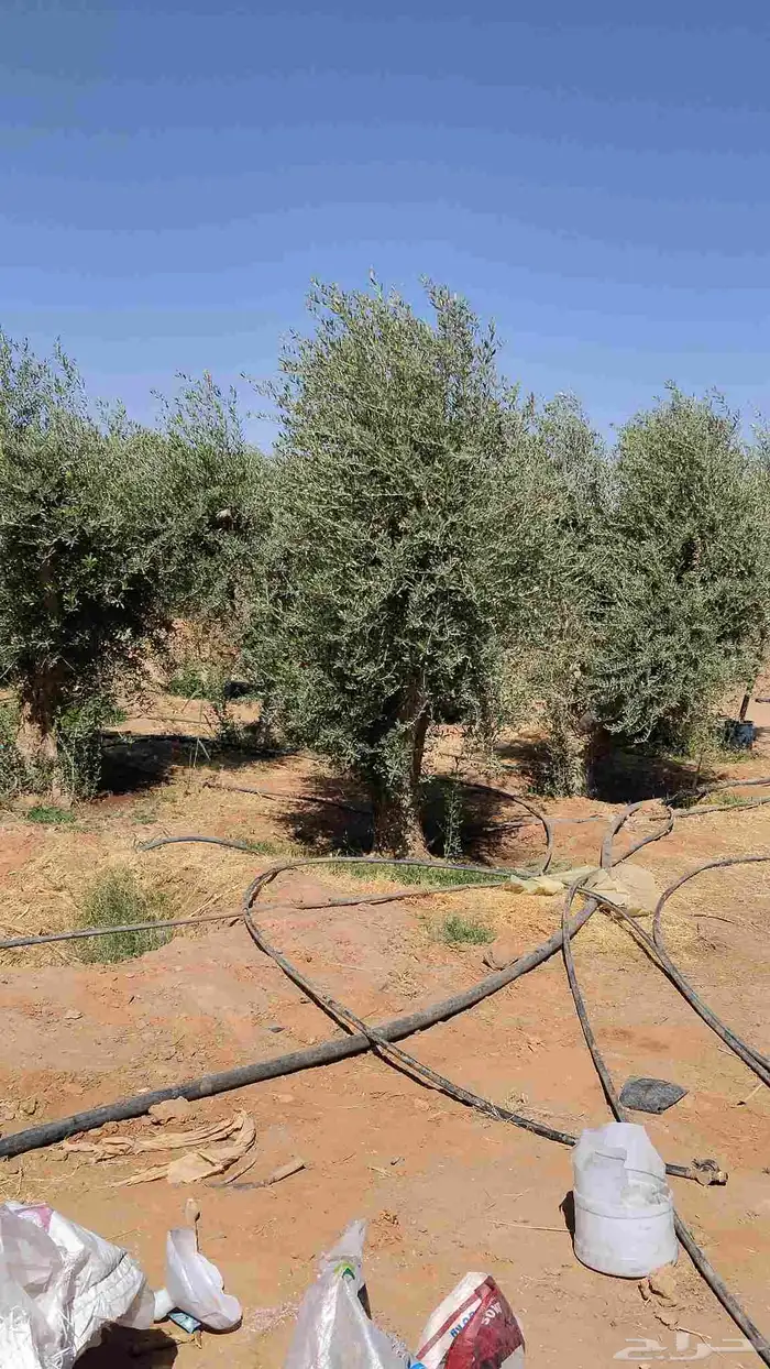 اشجار زيتون مثمر جميع المقاسات 13