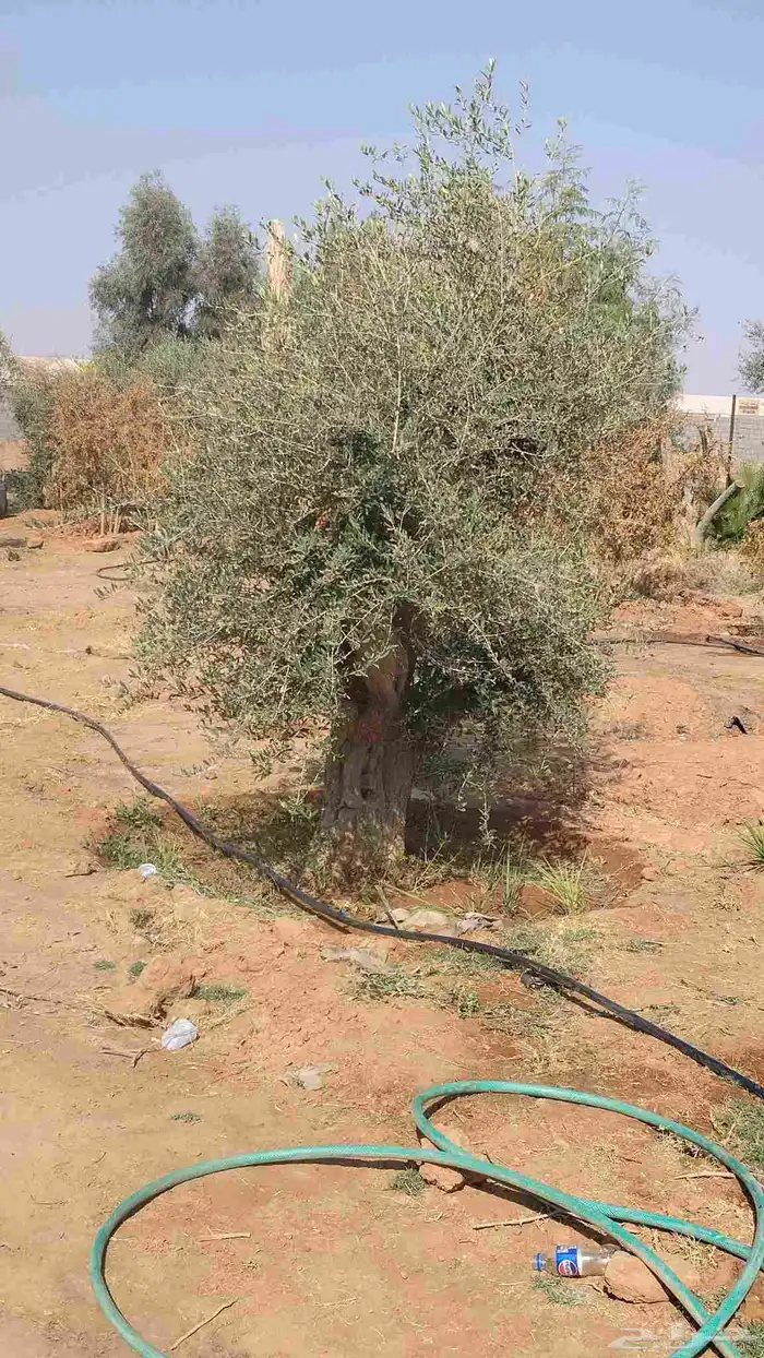 اشجار زيتون مثمر جميع المقاسات 5