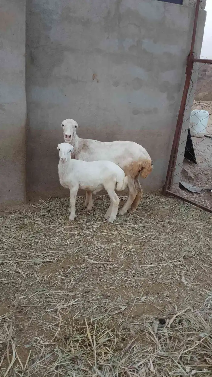 نعجه منتوج معه كبش الموقع العيدايي 4
