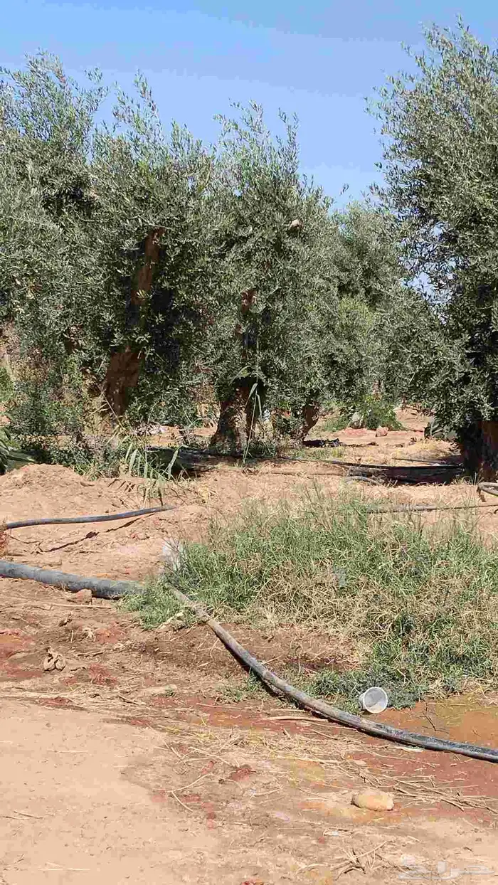 اشجار زيتون مثمر جميع المقاسات 14