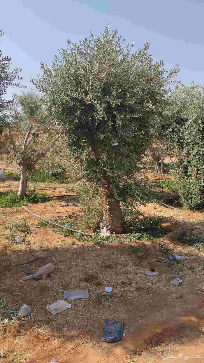 اشجار زيتون مثمر جميع المقاسات 4