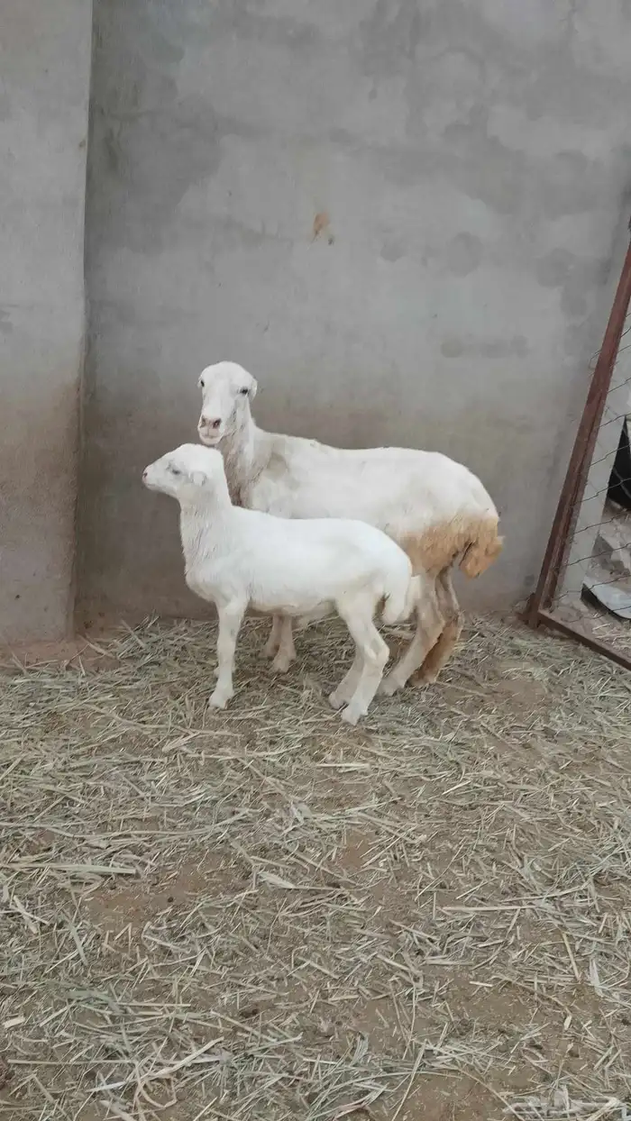 نعجه منتوج معه كبش الموقع العيدايي 1