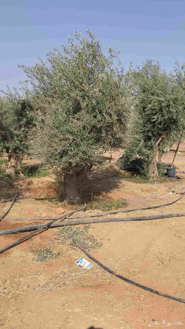 اشجار زيتون مثمر جميع المقاسات 3