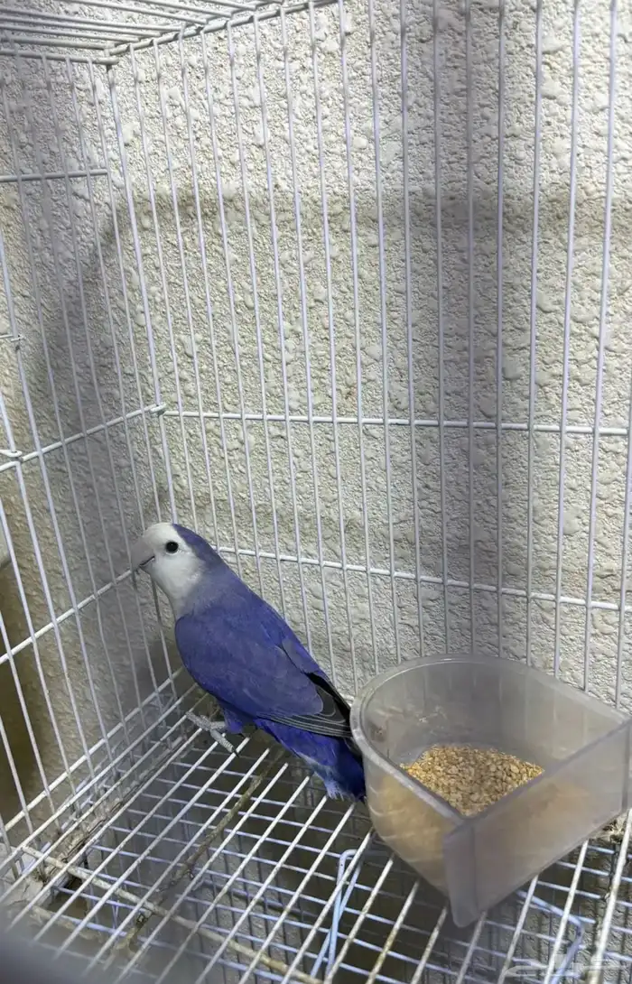 جوز روز منتج روعة 1