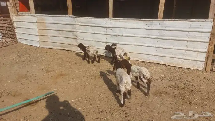 دواغير نعيم العدد 5 0