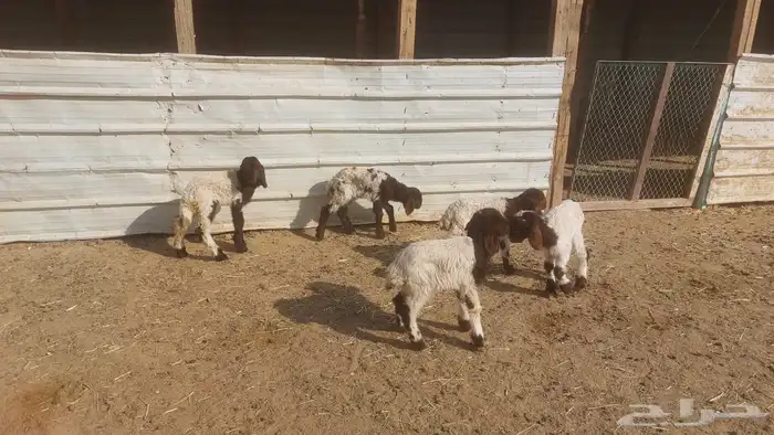 دواغير نعيم العدد 5 7