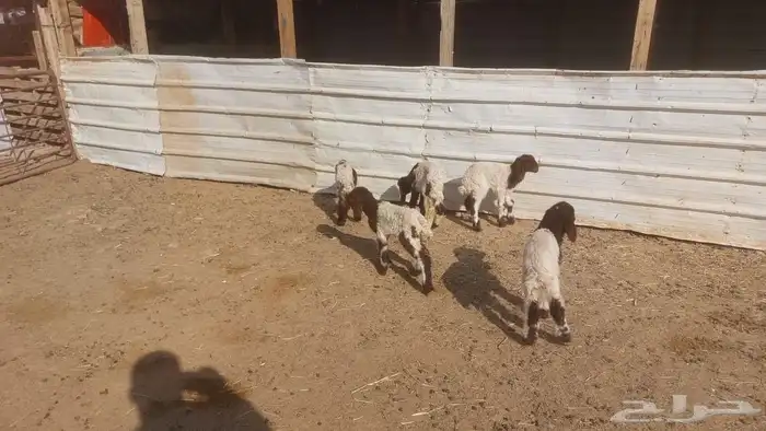 دواغير نعيم العدد 5 2