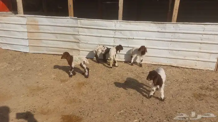 دواغير نعيم العدد 5 8