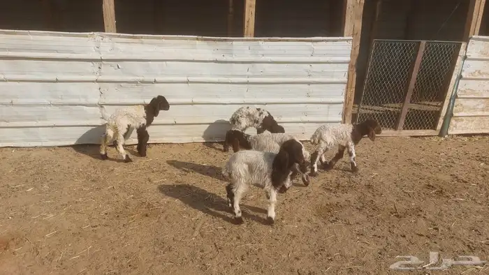 دواغير نعيم العدد 5 5