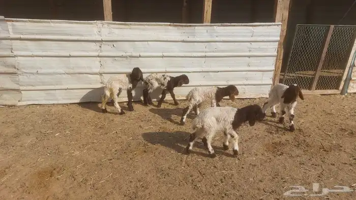 دواغير نعيم العدد 5 1