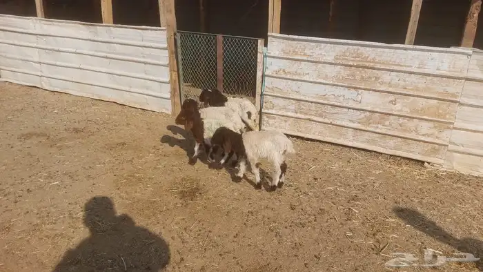 دواغير نعيم العدد 5 6