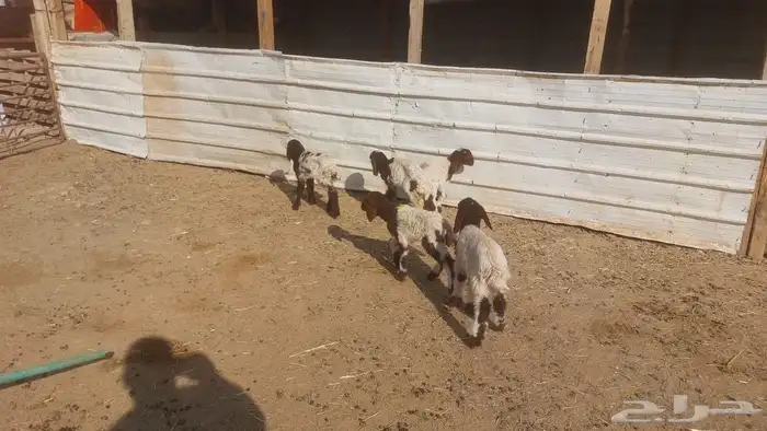 دواغير نعيم العدد 5 4