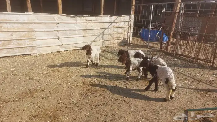 دواغير نعيم العدد 5 3