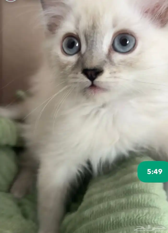 قط شيرازي ذكر 0