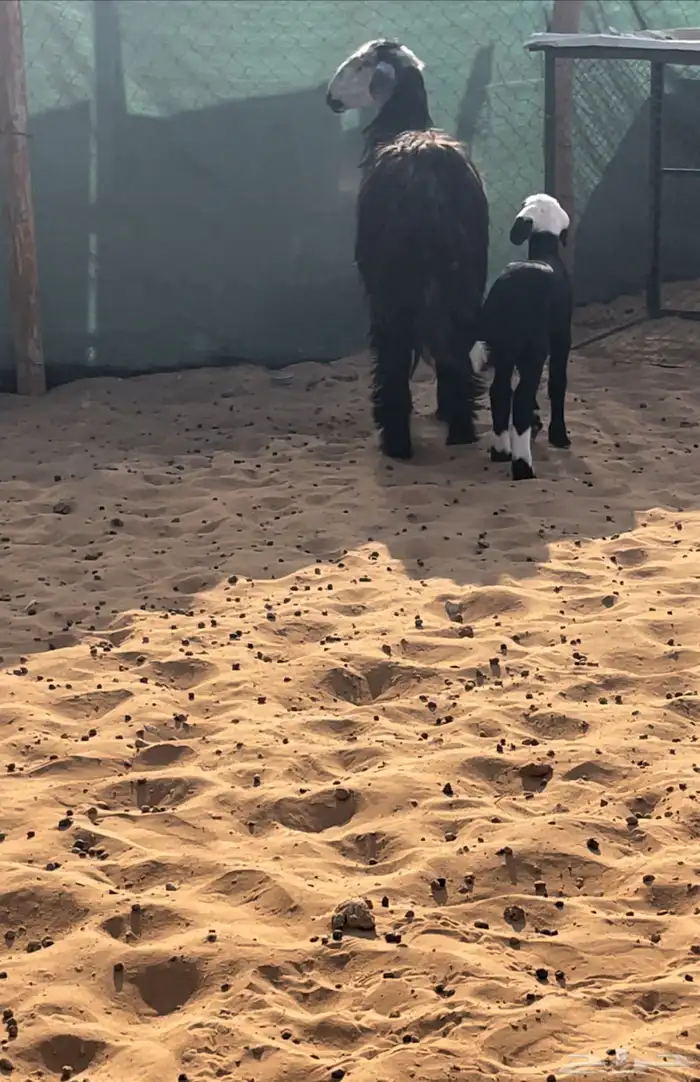 سدس متبع بخروف روم وسلم 0