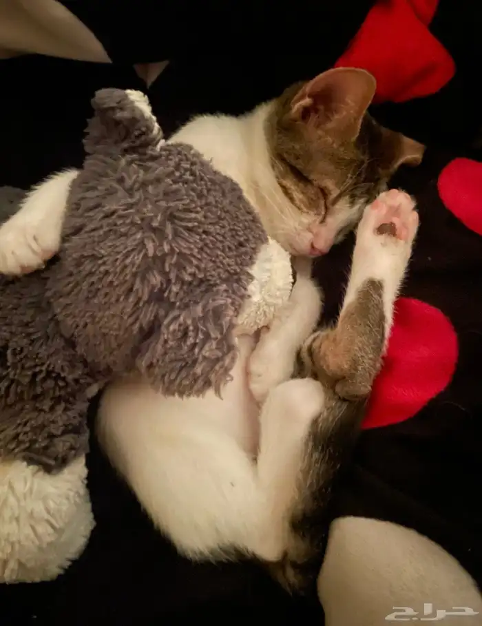 قط صغير لتبني 1