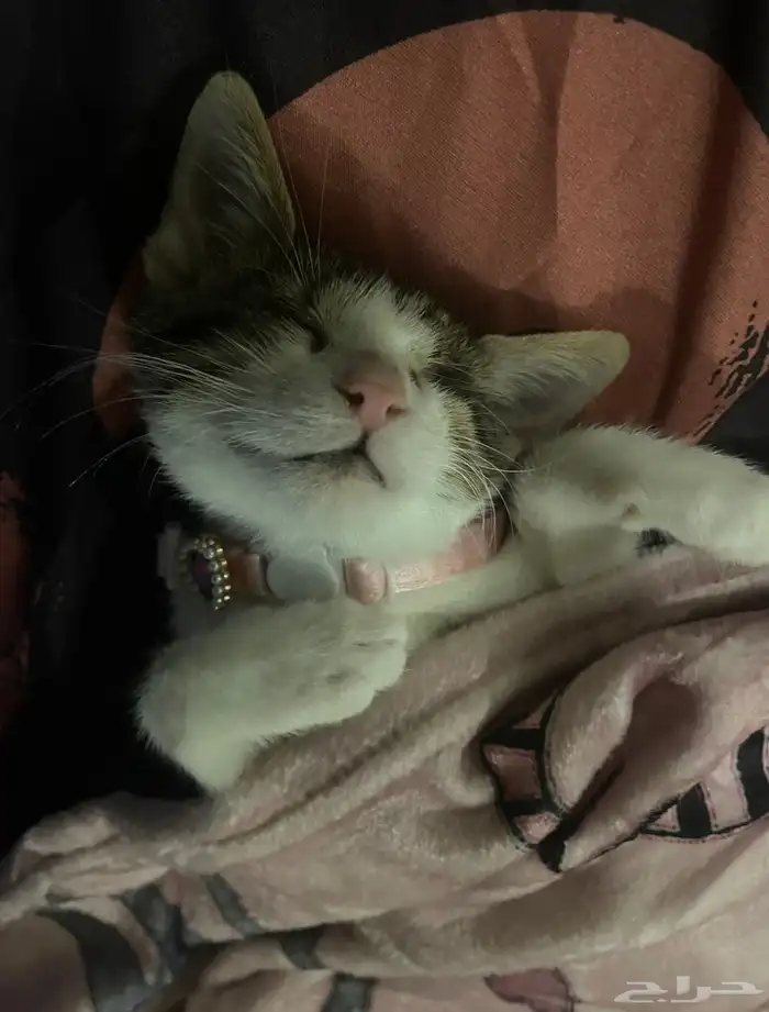 قط صغير لتبني 0