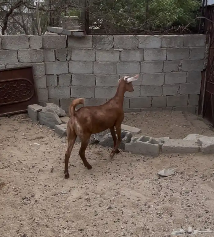 جفره للبيع 3