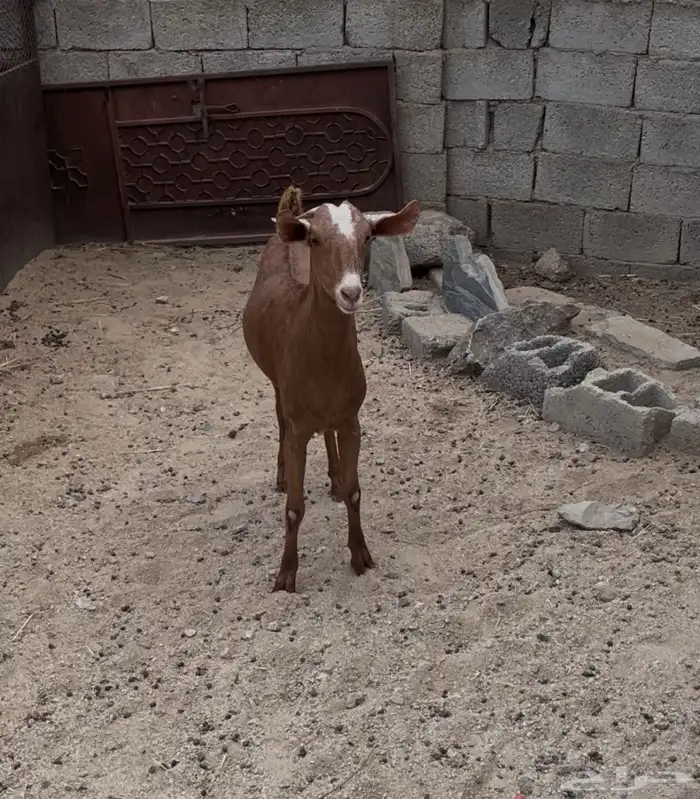 جفره للبيع 4