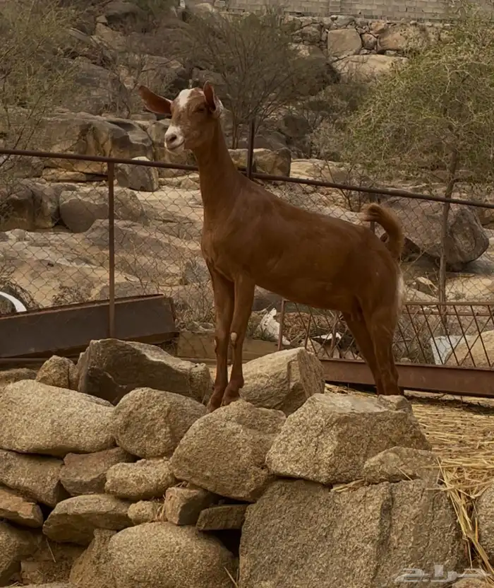 جفره للبيع 7