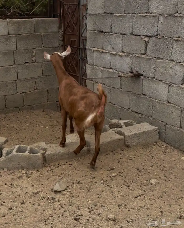 جفره للبيع 5