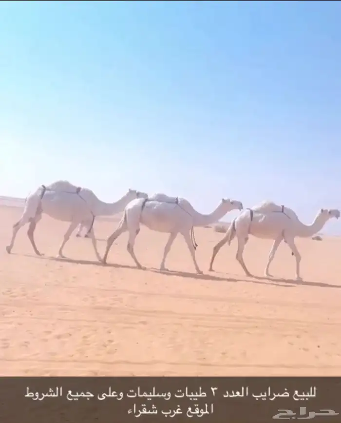 للبيع ضرايب 1