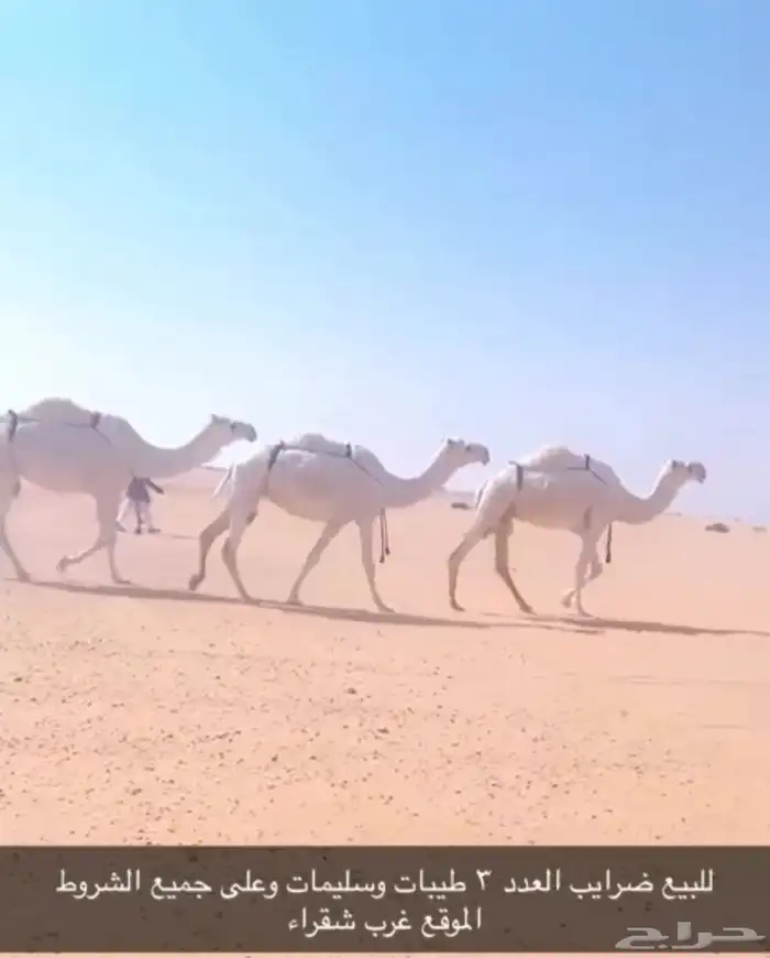 للبيع ضرايب 0