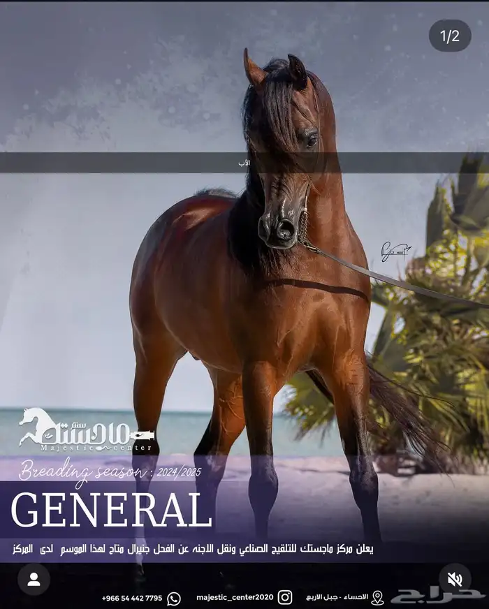 مهره واهو سليمه شرط ما عادا تقدم 1