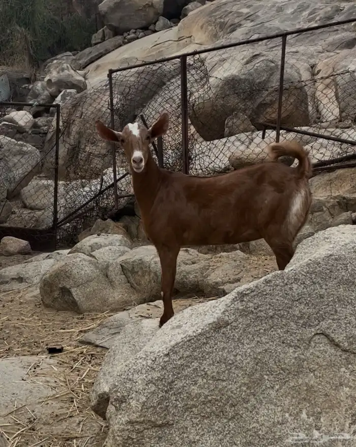 جفره للبيع 1