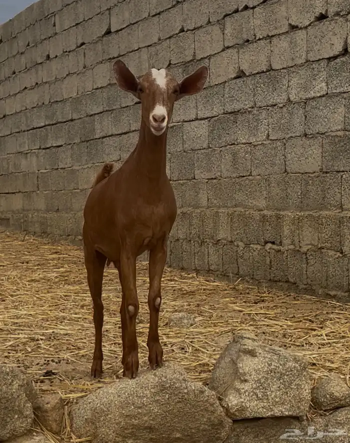 جفره للبيع 6