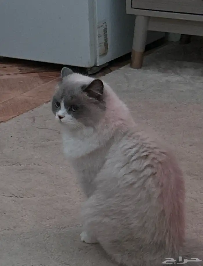 قطة للتبني 0