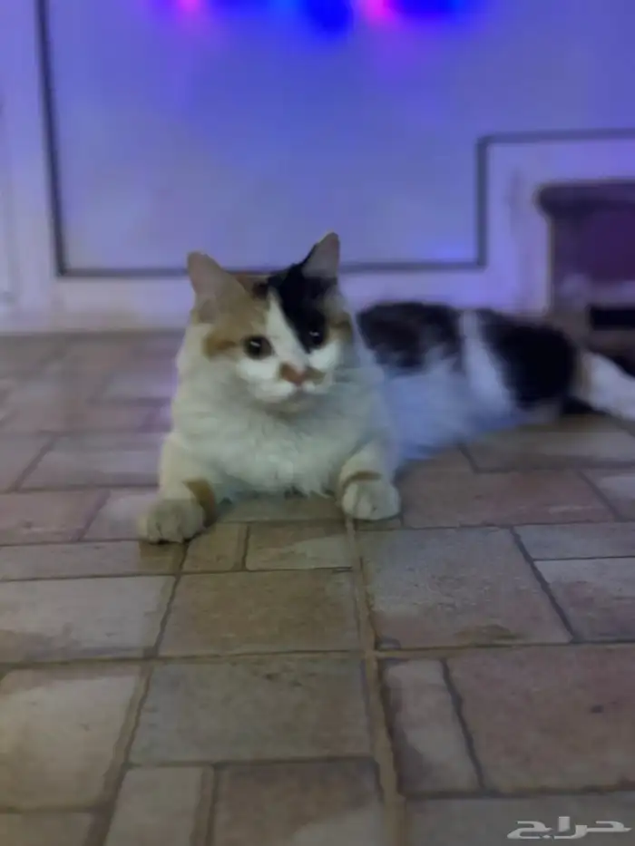 قطة للتبني 1