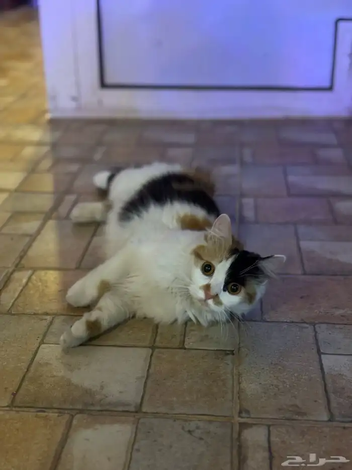قطة للتبني 0