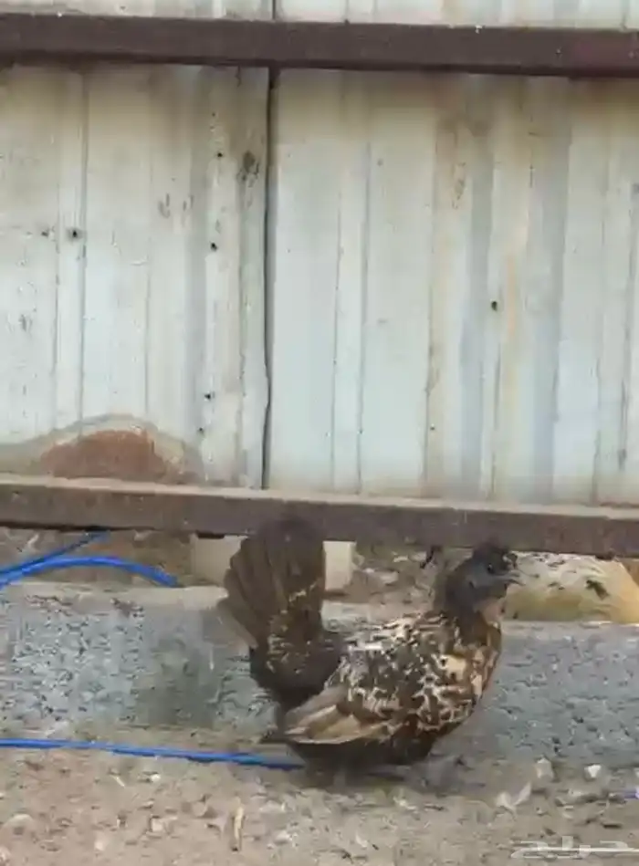 طقم حباحب دجاجة تايقر ملكي وديك لون طيب 0