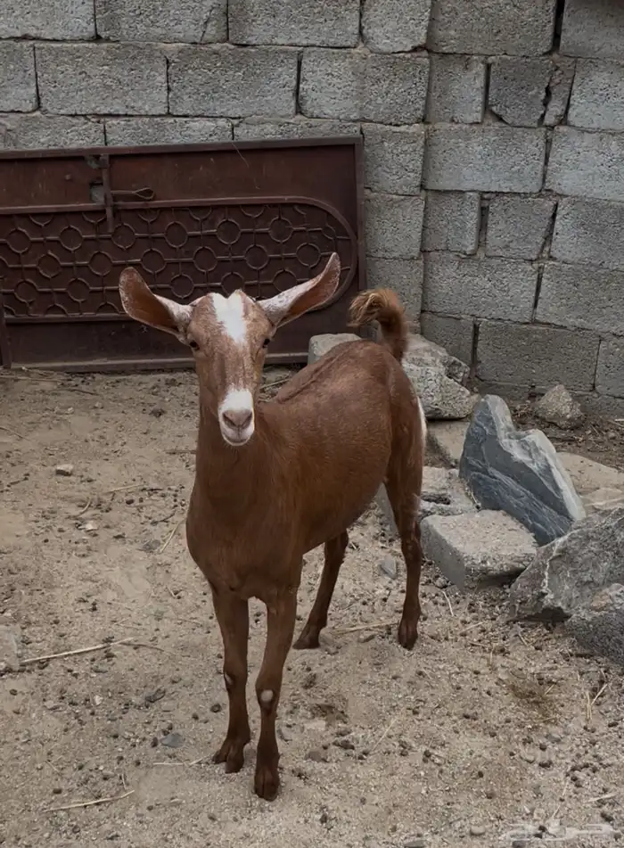 جفره للبيع 0