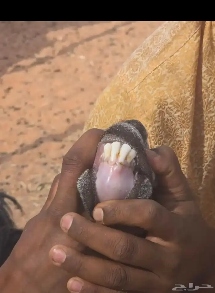 عنز عارضيه والد 2