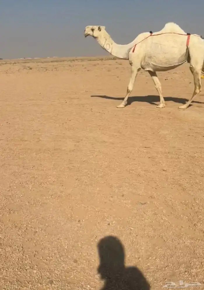 للبيع رمانيه فوق البداوه معشر 3